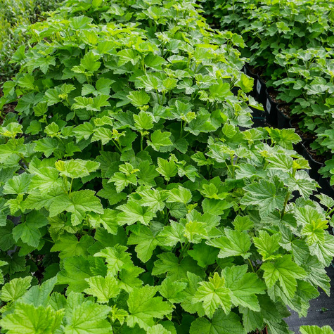 Porzeczka czerwona Jonkheer Van Tets w doniczce