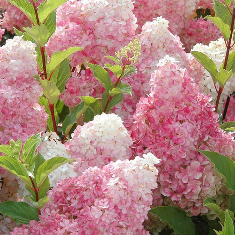 Hortensja Vanille Fraise szczepiona na pniu