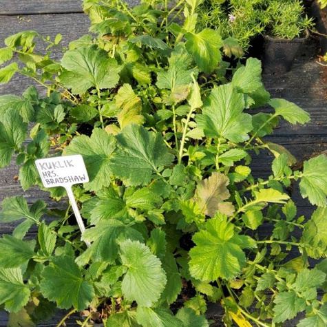 Kuklik szkarłatny Mrs Bradshaw (C2)