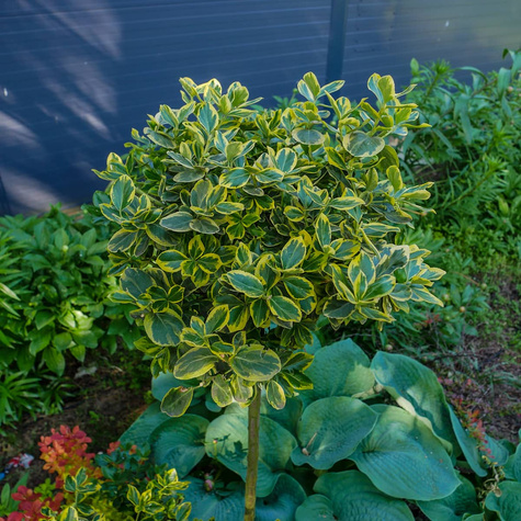 Trzmielina Fortune'a Emerald Gold Pienna (C2)