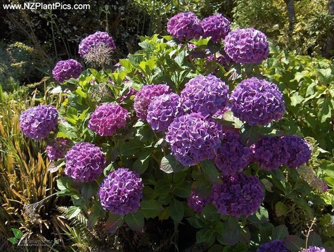 Hortensja ogrodowa Candy Heart Pink