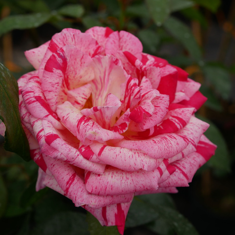 Róża szczepiona na pniu dwubarwna biało-różowa