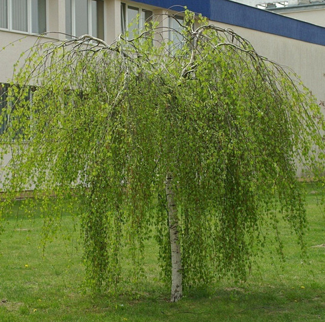 Brzoza brodawkowata Youngii szczepiona na pniu (Pa 100, obw. 6/10, H-150)