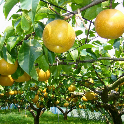 Grusza azjatycka Nijisseiki New Century najsłodsza Plant Pack