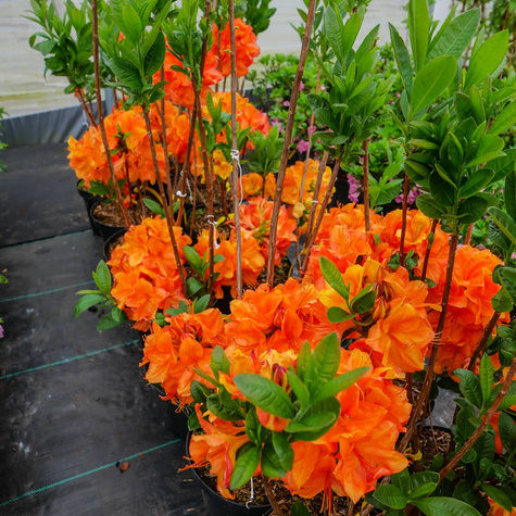 Azalia pomarańczowa Soczysta (C2)