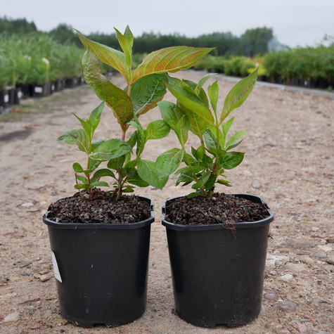 Krzewuszka cudowna Wings of fire (C2)