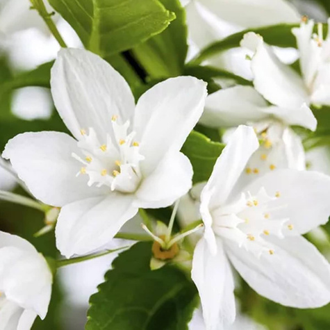 Żylistek mieszańcowy Nikko (C2)