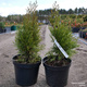 Thuja Tuja Żywotnik zachodni 'Smaragd Witbond'