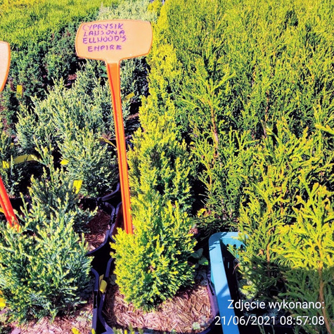 Cyprysik lawsona Ellwood’s Empire