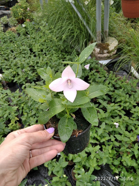 Rozwar wielkokwiatowy różowy SADZONKA