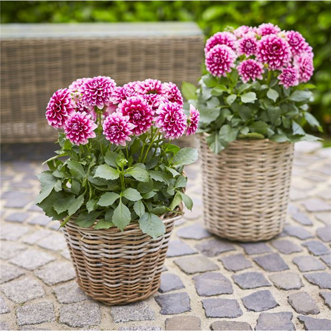 Dalia Lubega Power Burgundy & White