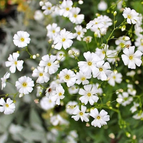 Gipsówka wytworna biała, Łyszczec Plantico 1g