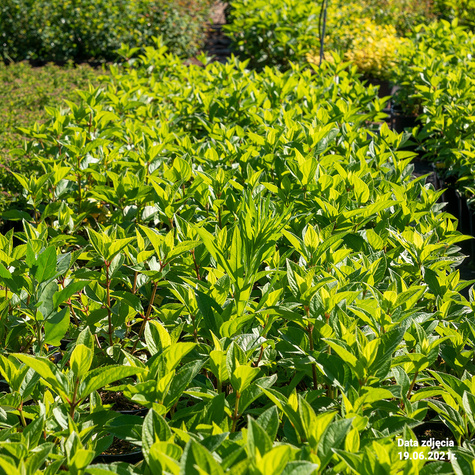 Hortensja bukietowa Magical Candle (C1.7)