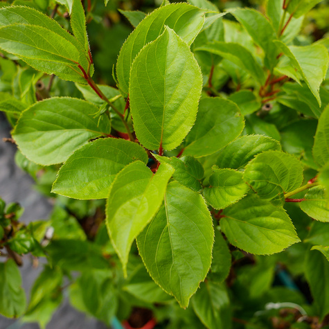 MINI KIWI Aktinidia ostrolistna Weiki żeńska (C2)