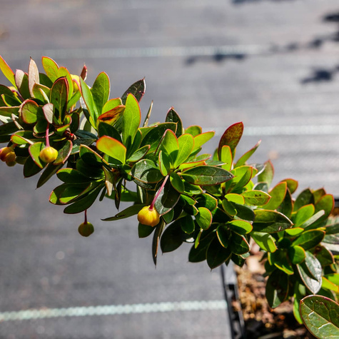 Berberys bukszpanolistny Nana zimozielony (C2)