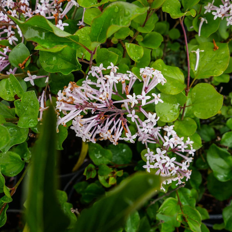 Lilak Meyera Bez Palibin Bardzo pachnący (C2)