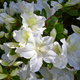 Azalia japońska Mary Helen (C2)