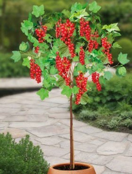 Porzeczka czerwona Maraton na pniu Plant Pack