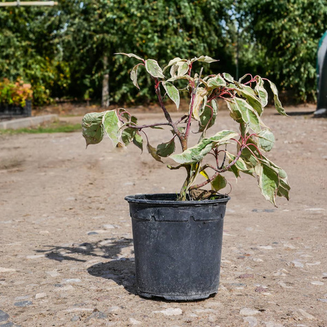 Dereń pagodowy Variegata (C2)