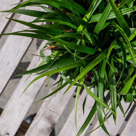 Trzęślica modra Igel