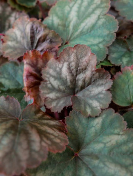 Żurawka ogrodowa Frosted Olive (C2)