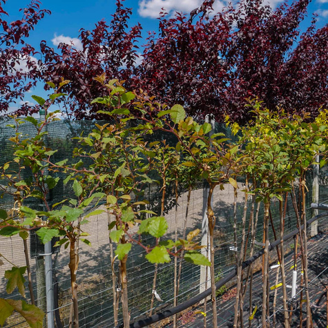 Wiśnia wczesna Kojou-no-mai karłowa na pniu