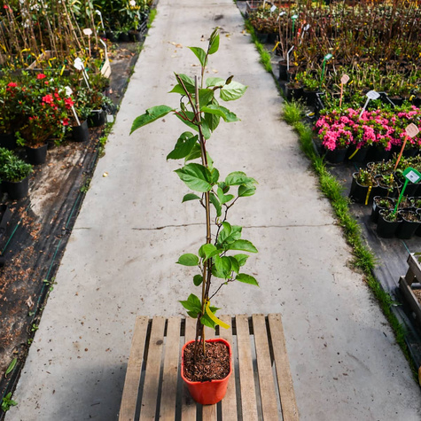 Mini Kiwi Aktinidia Ostrolistna Ananasnaya Żeńska Czerwona (C2)