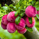 Śliwa Opal Plant Pack