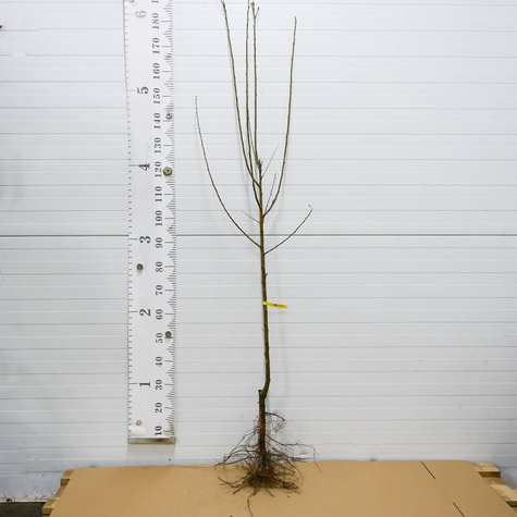 Śliwa japońska Vanier Plant Pack