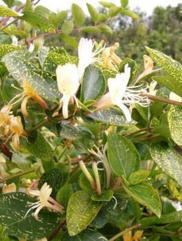 Wiciokrzew japoński Aureoreticulata (C2)