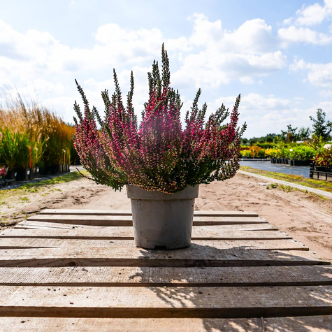 Wrzos pospolity czerwony pączkowy