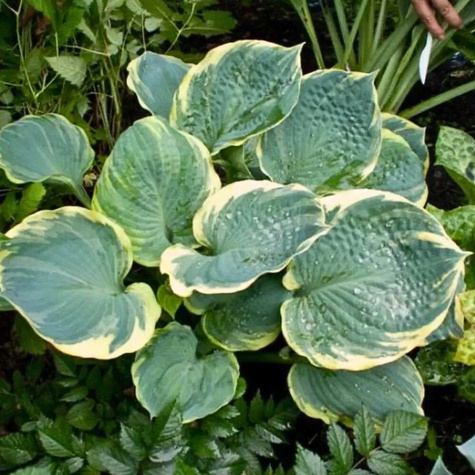 Funkia ogrodowa Hosta Pizzazz (C2)