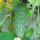 Ogórek gruntowy Krak  F1 średnio wczesny 100g