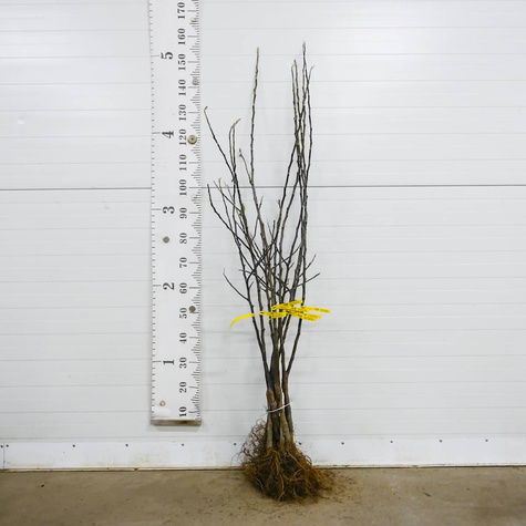 Jabłoń Szarlotkowa Plant Pack