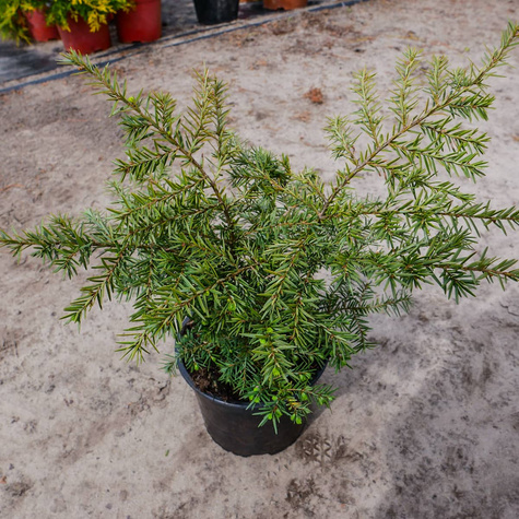 Choina Kanadyjska (C2)