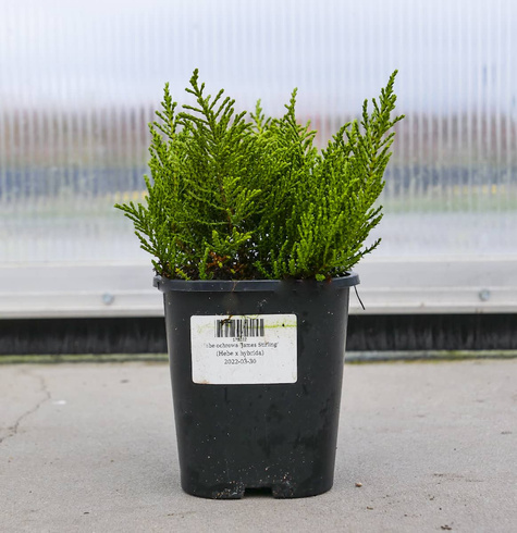 Hebe ochrowa 'James Stirling'