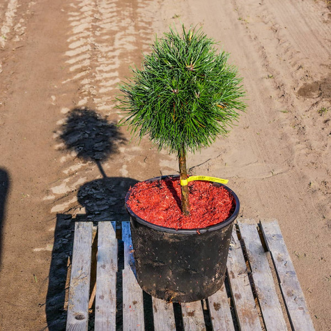 Sosna Globosa Virdis szczepiona na pniu Pa 40cm