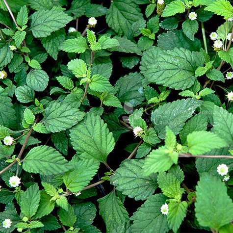 Słodkie azteckie ziele Lupia Dulcis