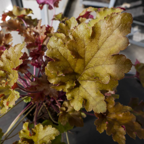 Żurawka ogrodowa Marmalade Bursztynowa (C2)