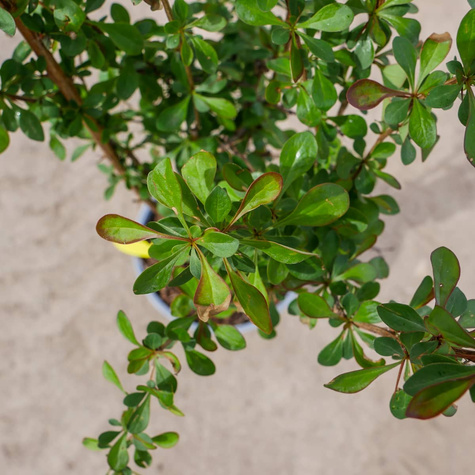 Berberys zwyczajny pospolity