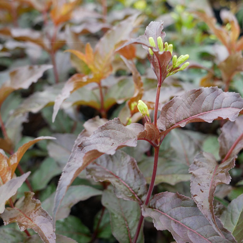 Zadrzewnia okazała Diva (C2)