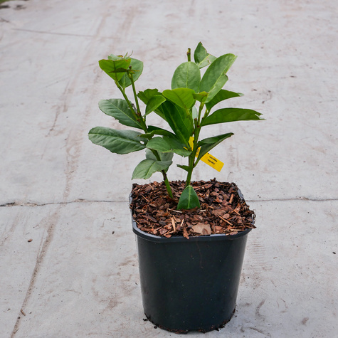 Laurowiśnia wschodnia Novita odporna na mróz (C2)