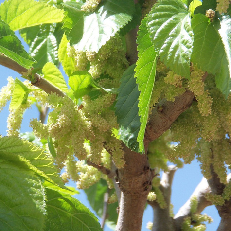 Morwa czarna w doniczce dla diabetyków soki przetwory