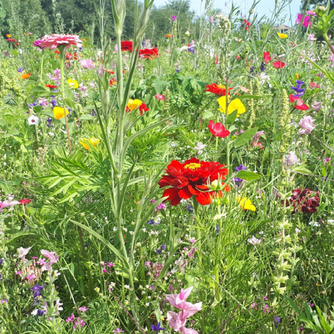 Express Łączka - Mieszanka kwiatów o szybkim tempie wzrostu 2 g