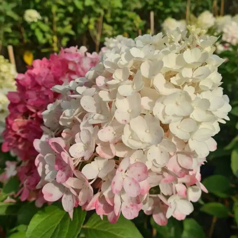 Hortensja bukietowa Strawberry Blossom (P9)
