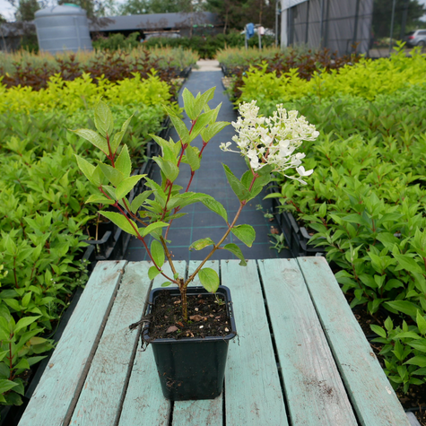 Hortensja bukietowa Kyushu (P9)