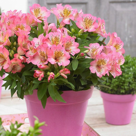 Alstremeria ogrodowa Sunshine (C2)