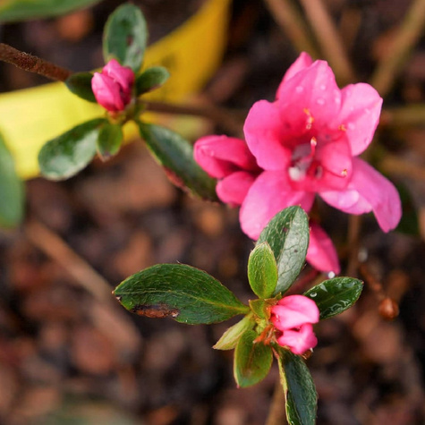 Azalia japońska Silvester (C2)