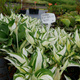 Funkia Hosta Fire And Ice zielono-biała (C2)