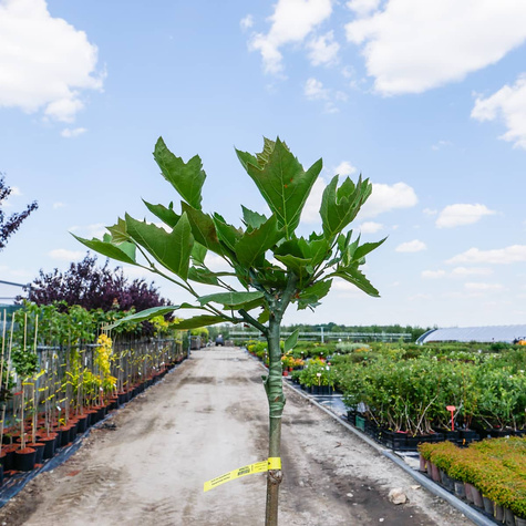 Platan klonolistny szczepiony na pniu